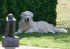 tn385-FrodoSeregonLiggend17jul05.jpg.JPG (28010 bytes)