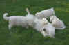 tn500-IMG_4110 Fidelio met pups 7okt05.JPG (18207 bytes)