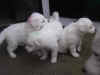 abnqPupsspelen6jul04KL385.JPG (20939 bytes)