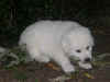acpqZwartReuSlooptDeDistel14jul04KL385.JPG (35107 bytes)