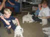 acylJoseMerleBobpups20jul04KL385.JPG (24754 bytes)