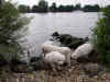 adumPups31jul04KL385.JPG (29259 bytes)