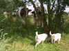 adzdDubGroenBlauwReuKoeien1aug04KL385.JPG (32261 bytes)