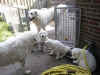 aeegBetyarAlanyPups6aug04KL385.JPG (27180 bytes)